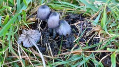 Entoloma cruentatum