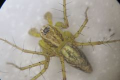 Oxyopes pallidecoloratus