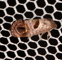 Eupselia beatella