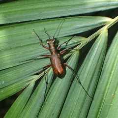 Heptodonta posticalis