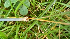 Entoloma cruentatum