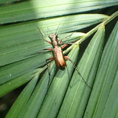 Heptodonta posticalis