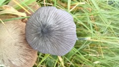 Entoloma cruentatum