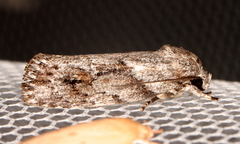 Agriophara confertella