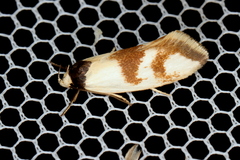 Antipterna trilicella