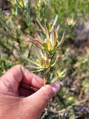 Leucadendron lanigerum laevigatum