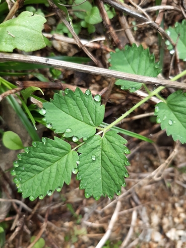 Poterium mauritanicum image