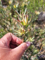 Leucadendron lanigerum laevigatum