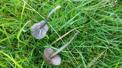 Entoloma cruentatum