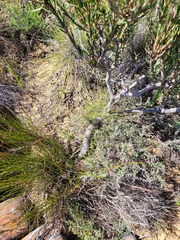 Leucadendron lanigerum laevigatum