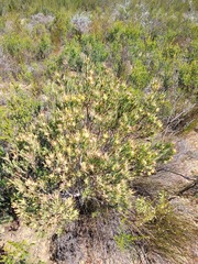 Leucadendron lanigerum laevigatum