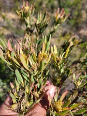 Leucadendron lanigerum laevigatum