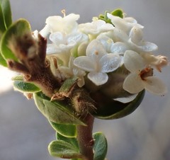 Pimelea flava