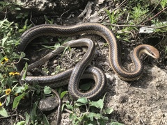 Salvadora intermedia