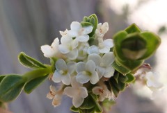 Pimelea flava