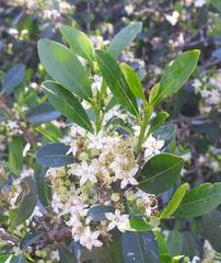 Erythroxylum emarginatum