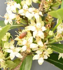 Erythroxylum emarginatum