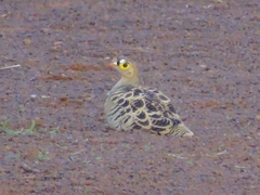 Pterocles quadricinctus