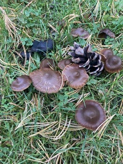 Cortinarius anthracinus