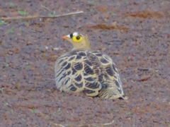 Pterocles quadricinctus