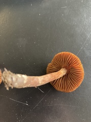 Cortinarius anthracinus
