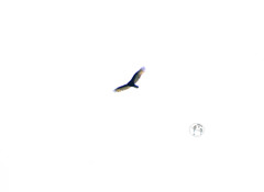 Cathartes aura