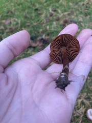 Cortinarius anthracinus