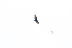 Cathartes aura