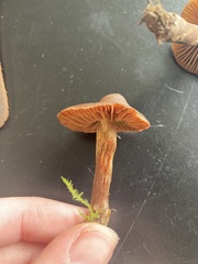 Cortinarius anthracinus