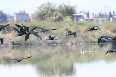 Plegadis chihi