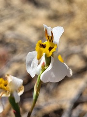 Disa flexuosa