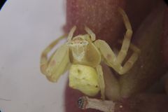 Thomisus daradioides