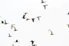 Plegadis chihi
