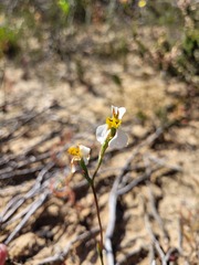 Disa flexuosa