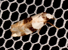 Zonopetala