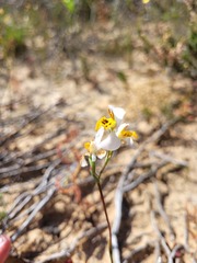 Disa flexuosa