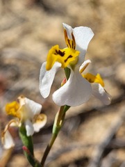 Disa flexuosa