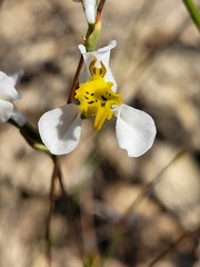 Disa flexuosa