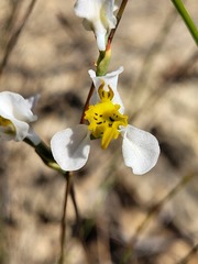 Disa flexuosa