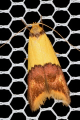 Hemibela oxyptera