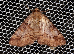 Cryphaea xylina