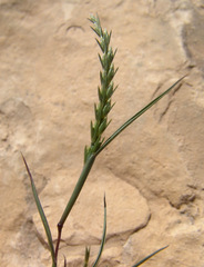 Festuca orientalis