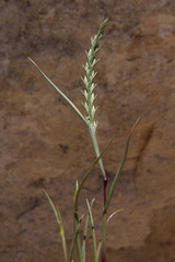 Festuca orientalis