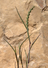 Festuca orientalis