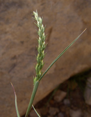 Festuca orientalis