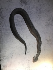 Mixcoatlus melanurus