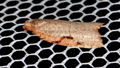 Meritastis piperata