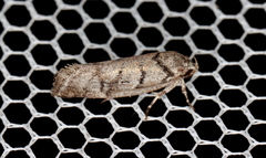 Lichenaula onychodes