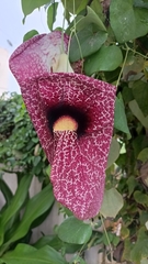 Aristolochia littoralis