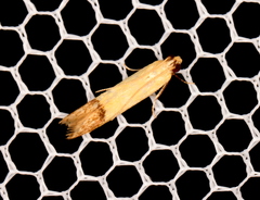 Tachystola stenoptera